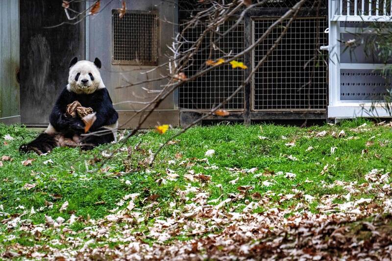 為習脫困，中國重啟熊貓外交